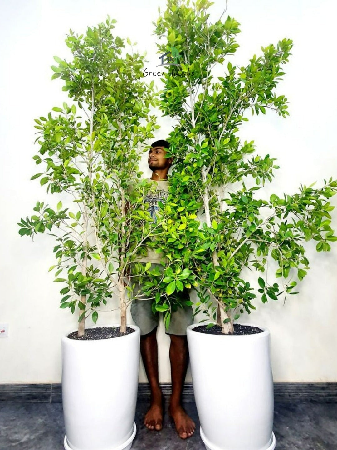 XL Potted Ficus - Set of 2: The Ultimate Outdoor Privacy Plant