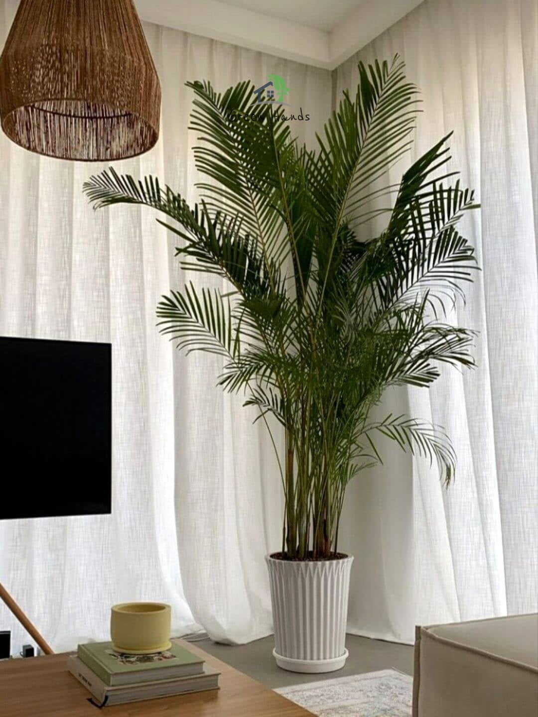 Potted XL-XXL Areca Palms 170-190 cm Planted in Ceramic Pot White Finished