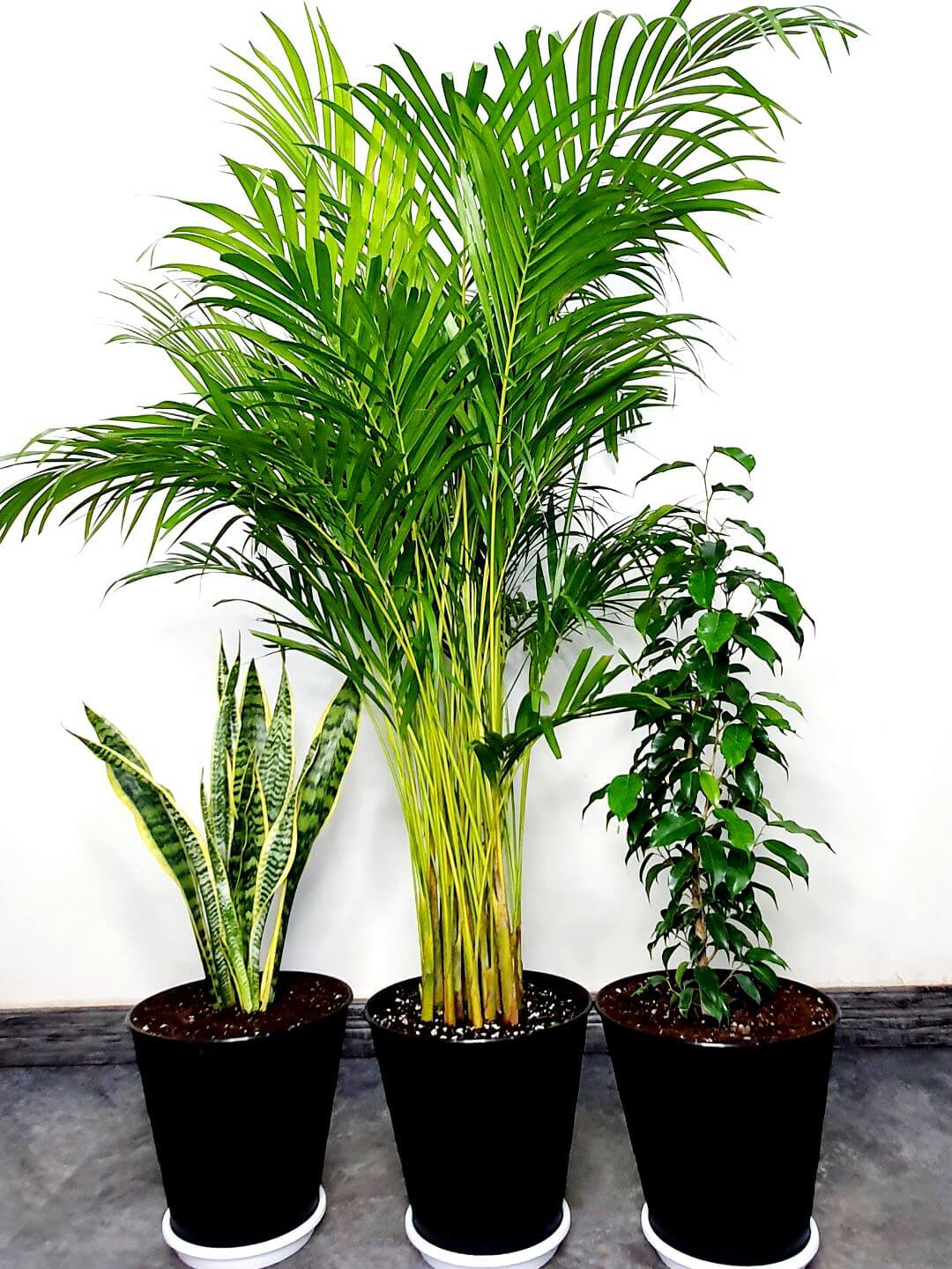 Potted Areca Palm, Snake Plant, Ficus Benjamina | Unbreakable Pots Bundle Planted in Black Pot