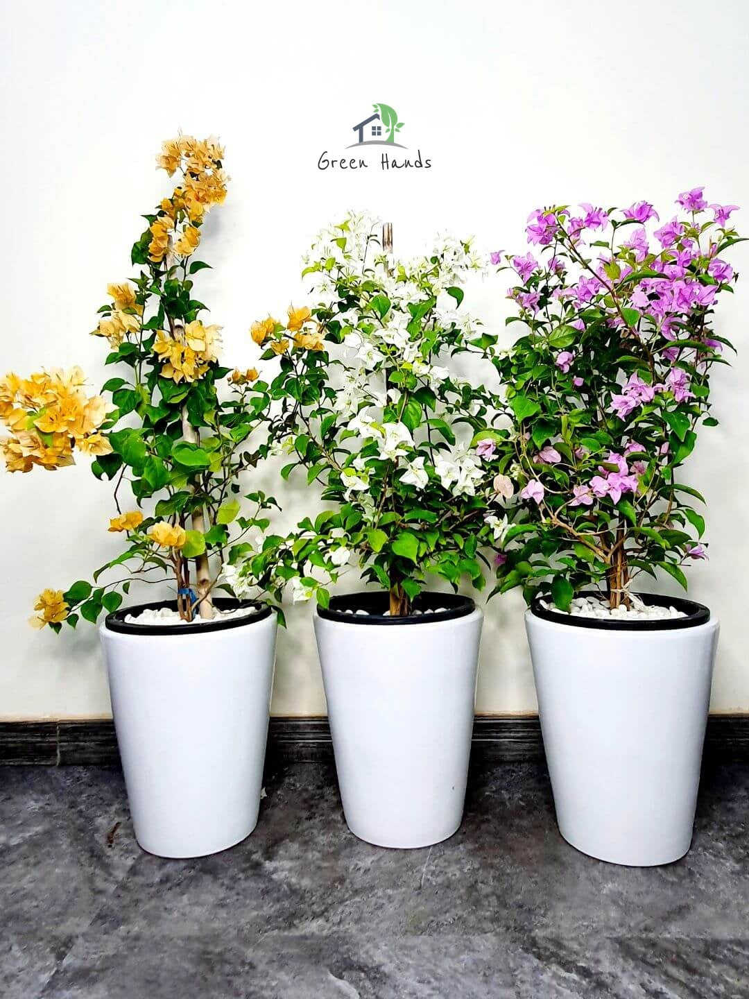 Potted Large Bougainvillea Planted in Ceramic White