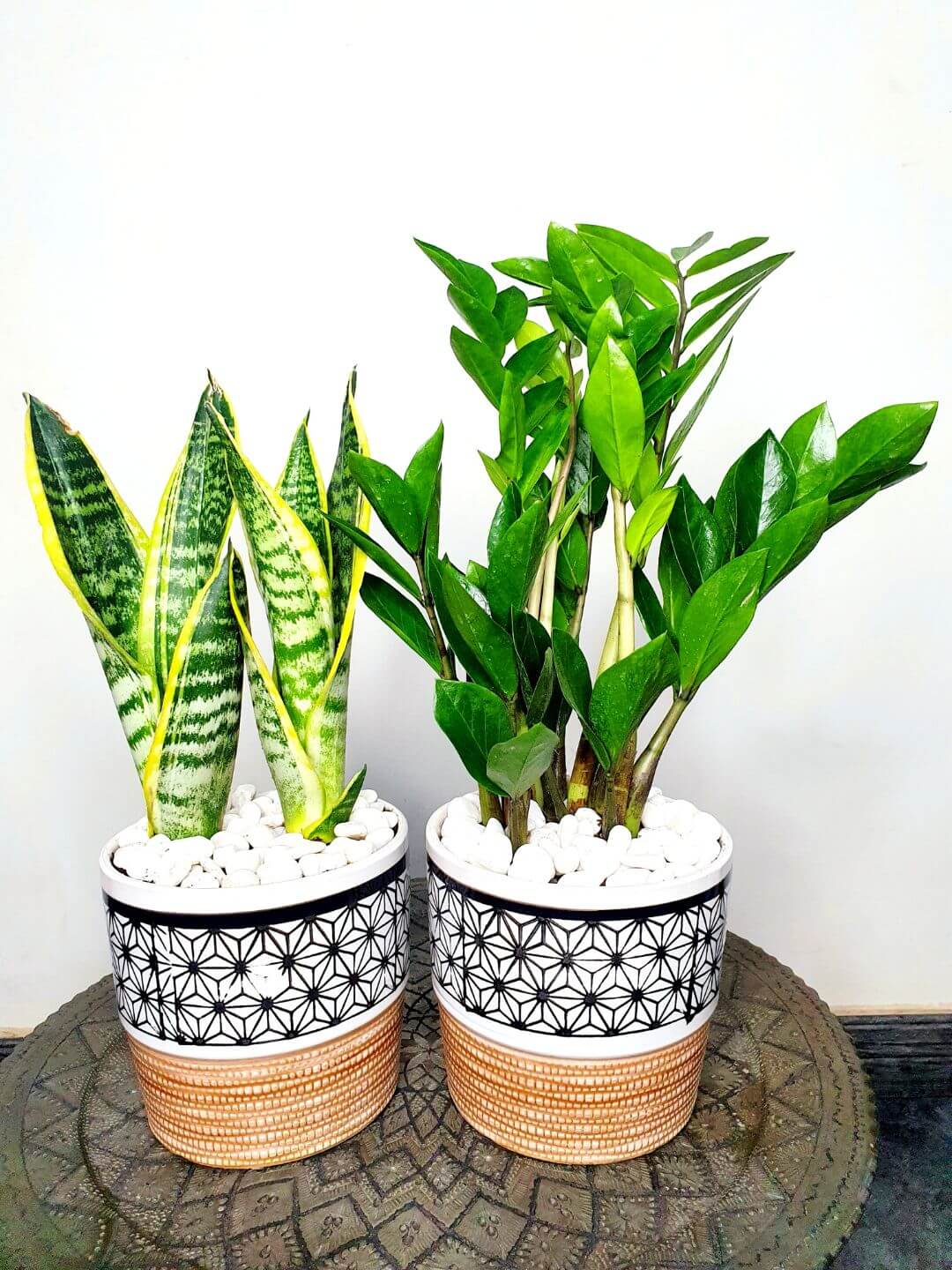 Potted Snake & ZZ | Two Plants Bundle Planted in Green Pot