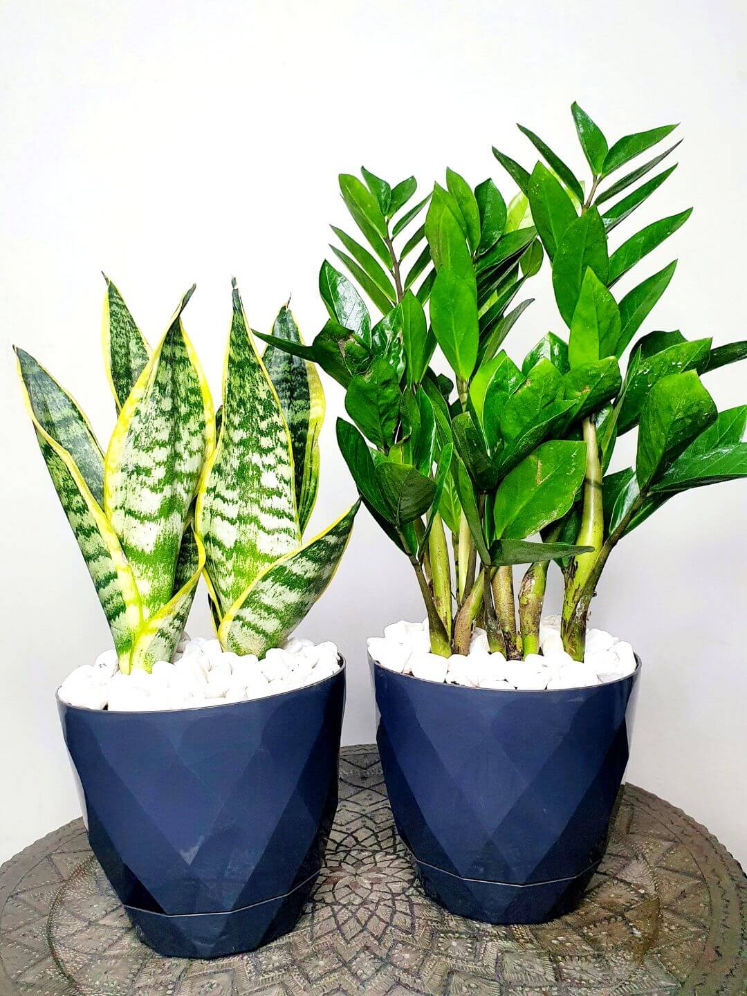 Potted Snake & ZZ | Two Plants Bundle Planted in White Pot