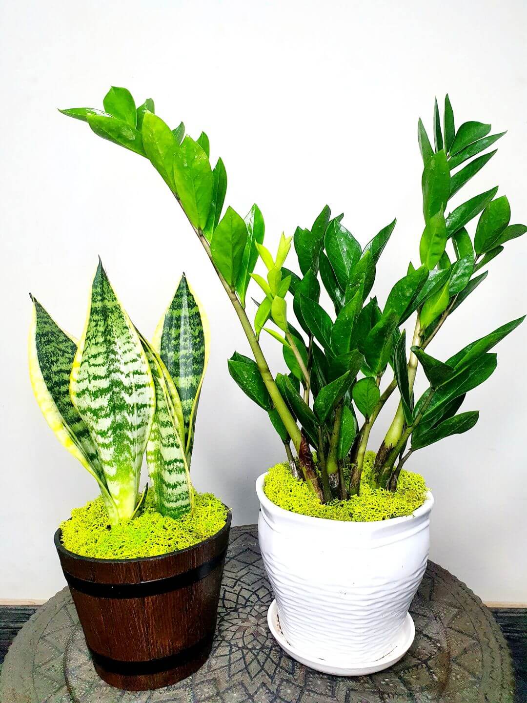 Potted Snake & ZZ | Two Plants Bundle Planted in Yellow Pot