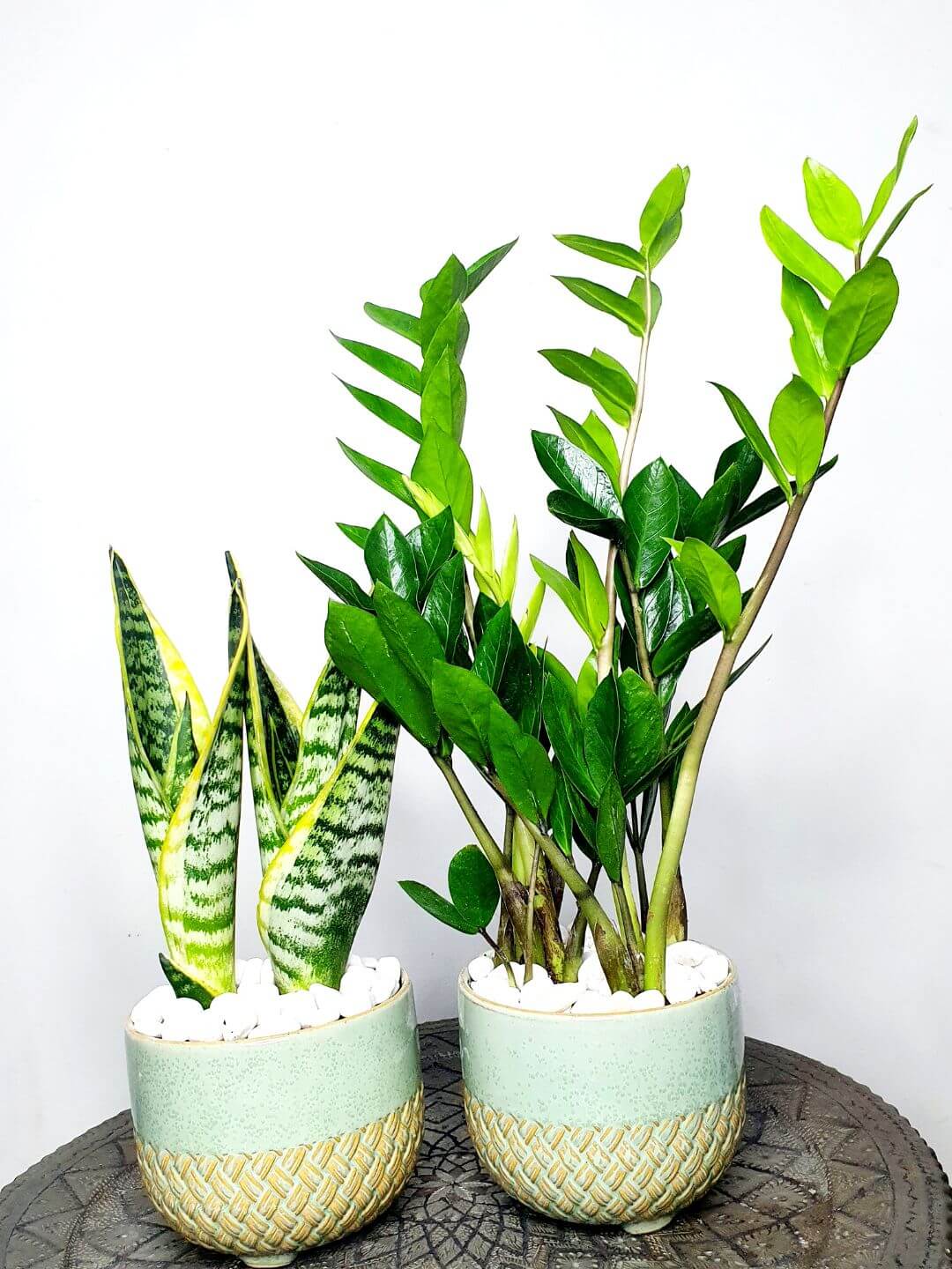 Potted Snake & ZZ | Two Plants Bundle Planted in Grey Pot
