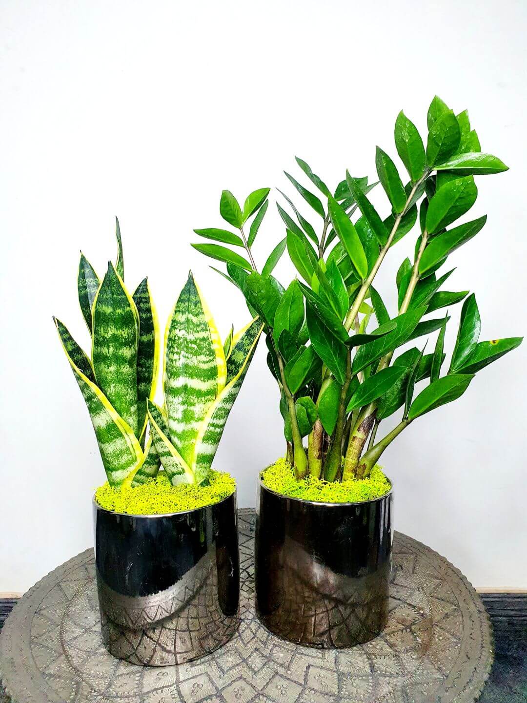 Potted Snake & ZZ | Two Plants Bundle Planted in Brown Pot